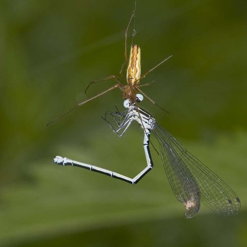 Coenagrion puella