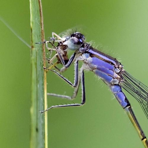 Ischnura elegans