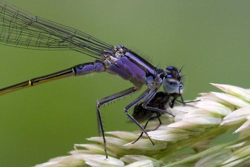 Ischnura elegans