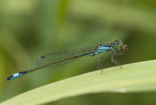 Ischnura elegans