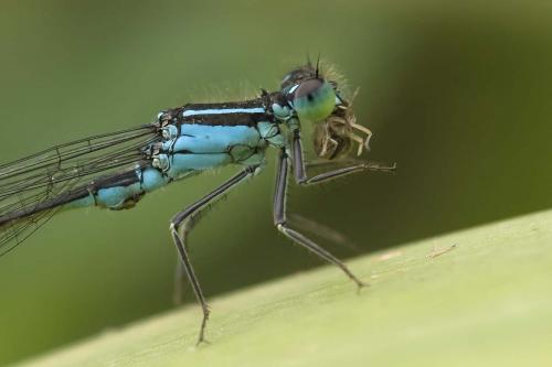 Ischnura elegans