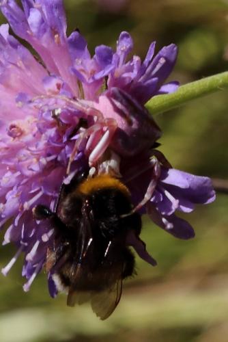 Réf. 187 653 : Thomisus onustus