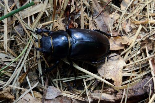 Lucanus cervus