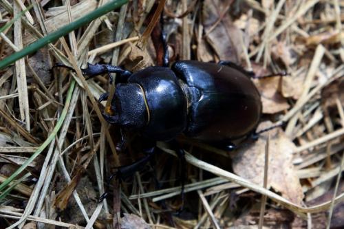 Lucanus cervus