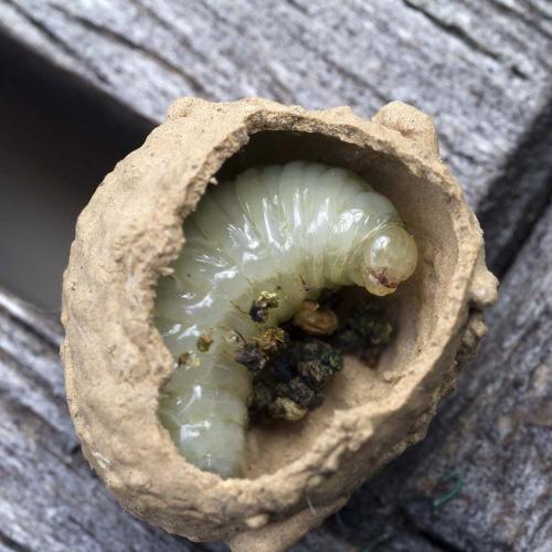 Eumenes sp.