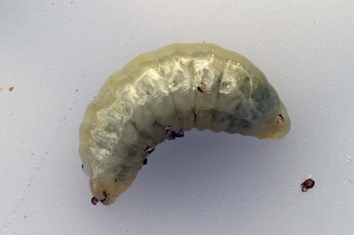 Eumenes sp.