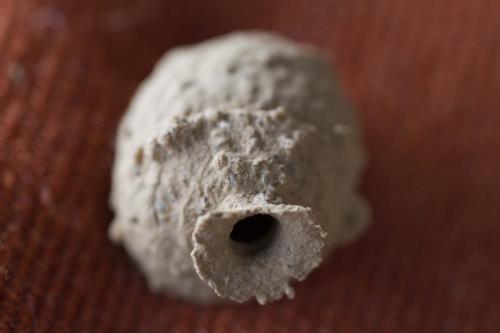 Eumenes sp.