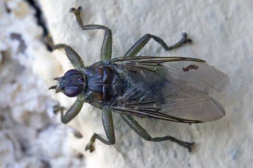 Ornithomya biloba