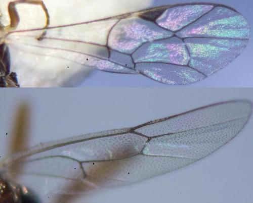 Zatypota bohemani