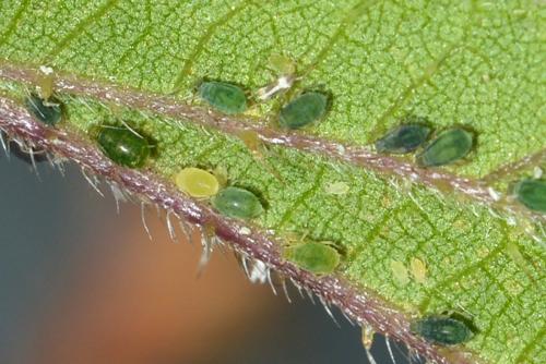 Réf. 187 168 : Aphis urticata