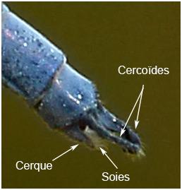 Réf. 187 451 : Lestes macrostigma