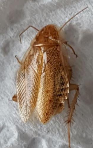 Réf. 187 803 : Ectobius sp.