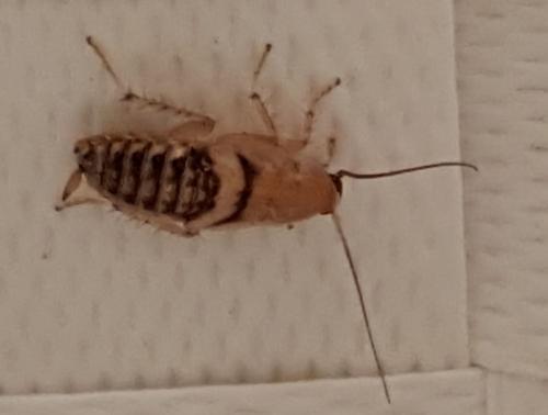 Planuncus vinzi