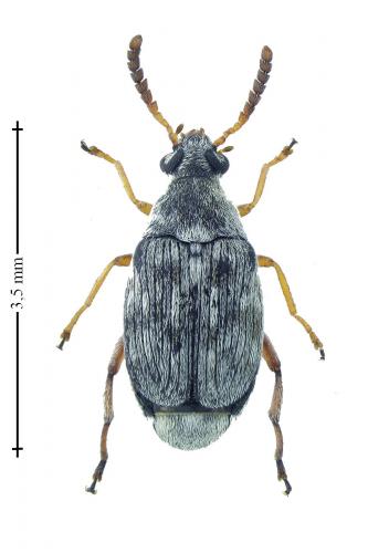 Bruchidius imbricornis