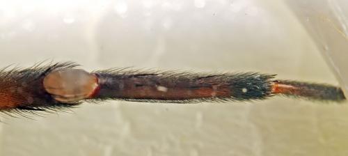 Amaurobius ferox