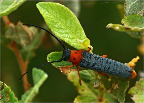 Réf. 187 919 : Oberea oculata