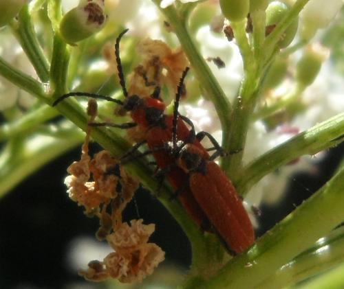 Réf. 187 449 : Lygistopterus sanguineus