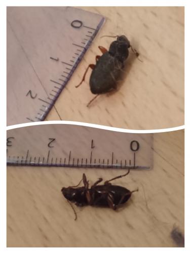 Réf. 187 594 : Pseudoophonus rufipes