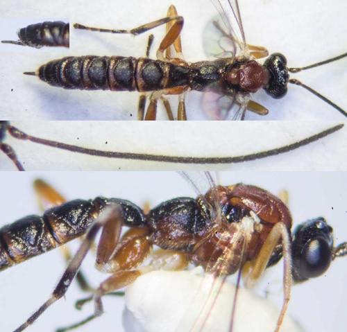 Zatypota bohemani