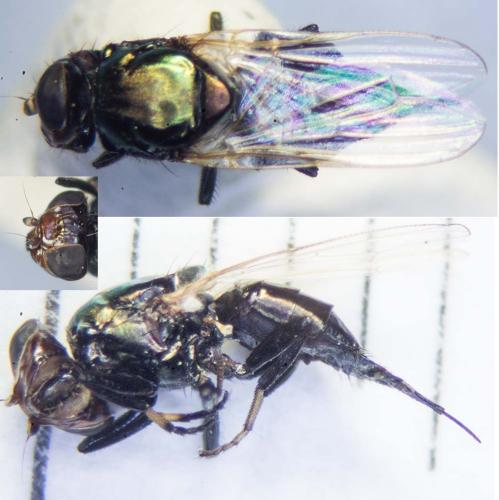 Réf. 187 356 : Physiphora alceae