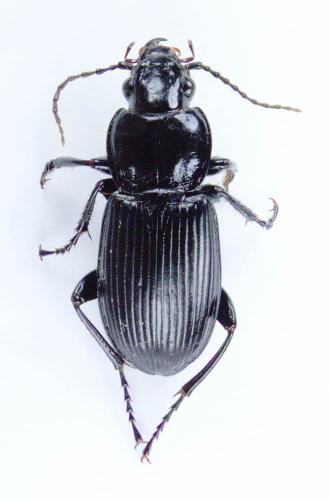Pterostichus melanarius
