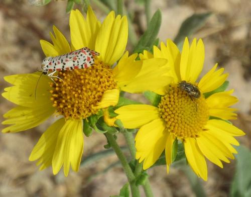 Réf. 187 596 : Eristalinus aeneus