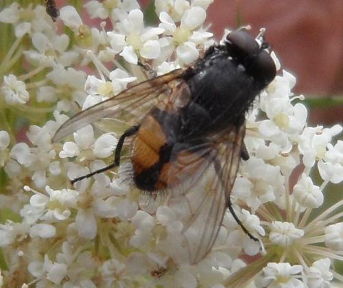 Réf. 187 186 : Musca autumnalis