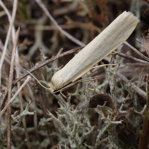 Réf. 187 720 : Eilema sp.