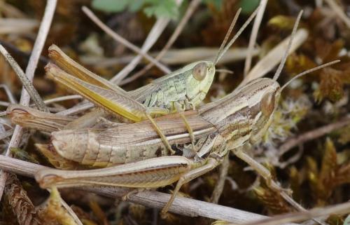 Euchorthippus declivus
