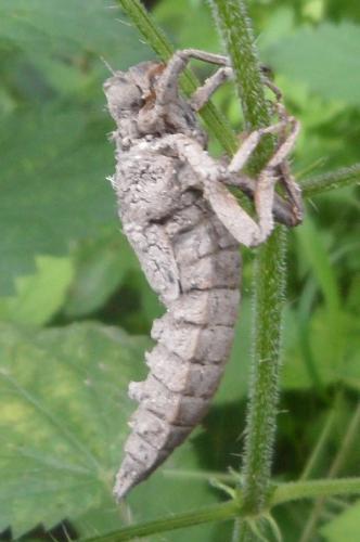 Cordulegaster sp.