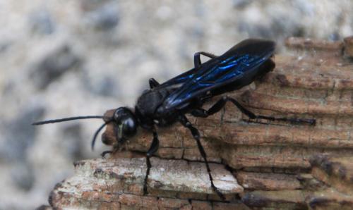 Sphex pensylvanicus