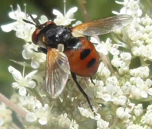 Réf. 187 384 : Gymnosoma sp.