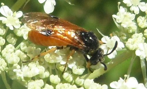 Arge melanochra