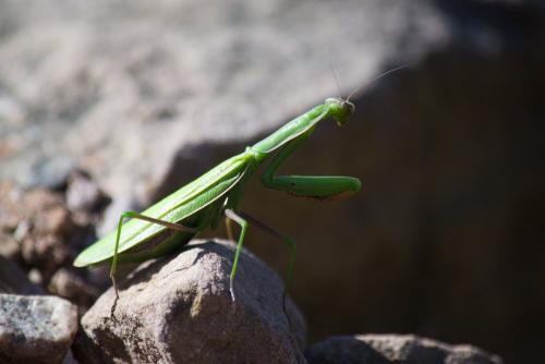 Mantis religiosa