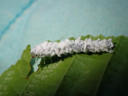 Réf. 187 092 : Eriocampa ovata