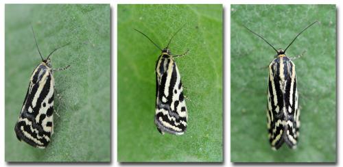 Réf. 187 957 : Acontia trabealis
