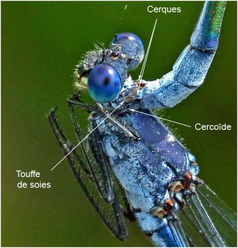 Réf. 187 447 : Lestes macrostigma