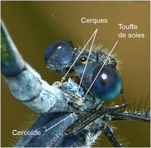 Réf. 187 448 : Lestes macrostigma