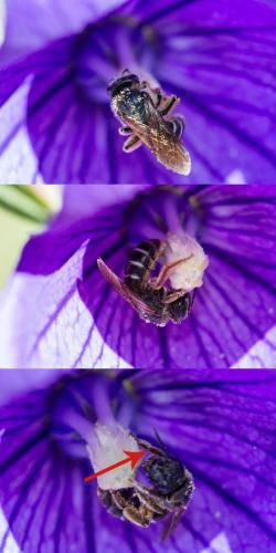Réf. 187 543 : Halictus (simplex-compressus-langobardicus)