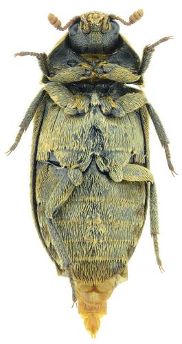 Réf. 187 558 : Dermestes aurichalceus