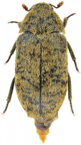 Dermestes aurichalceus