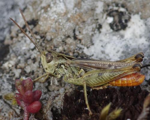 Réf. 187 263 : Omocestus haemorrhoidalis haemorrhoidalis