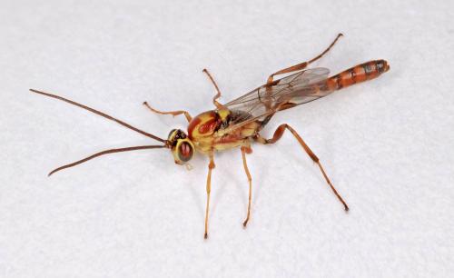 Cremastinae