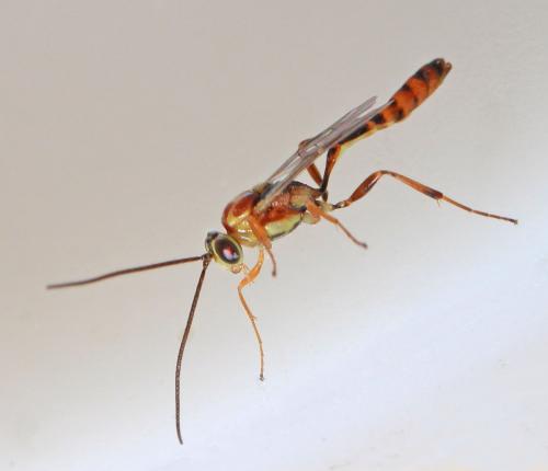 Cremastinae