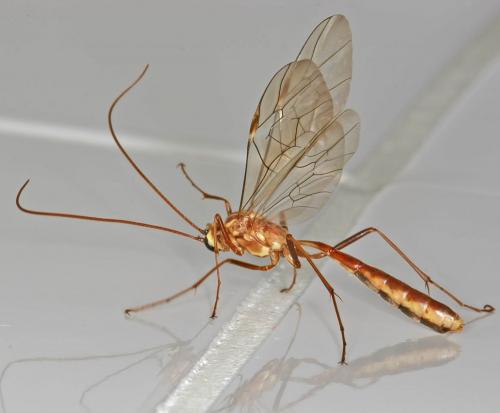 Ophion variegatus
