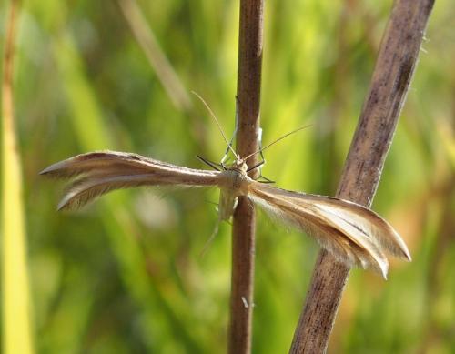 Merrifieldia baliodactylus