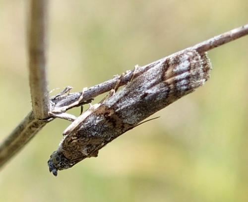 Khorassania compositella