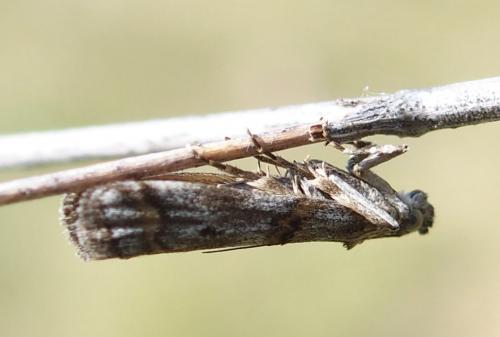 Khorassania compositella