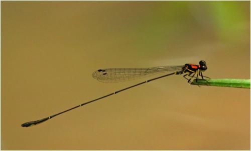 Protoneura scintilla