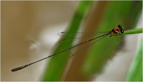 Protoneura scintilla